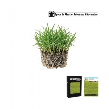 SEMENTE LINHA HORTA CEBOLINHA VERDE TODO ANO 300MG CAIXA COM 20 ENVELOPES